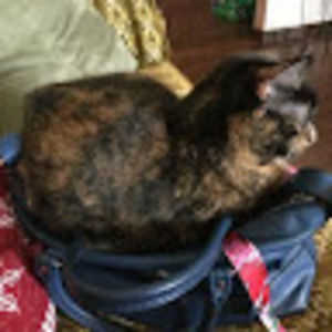 Meet your Posher, Martha